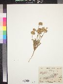 Salvia columbariae image