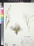 Stephanomeria pauciflora image