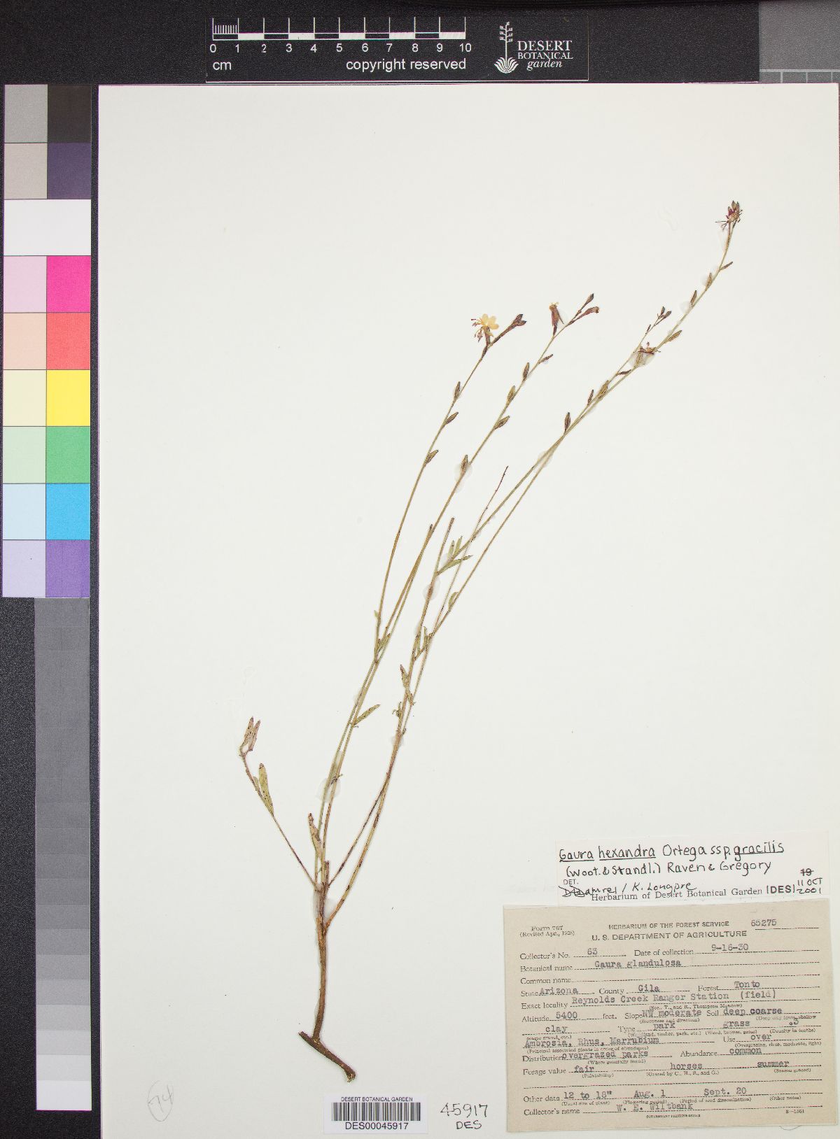 Gaura hexandra subsp. gracilis image