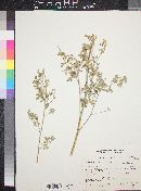Sphaeralcea fendleri subsp. albescens image