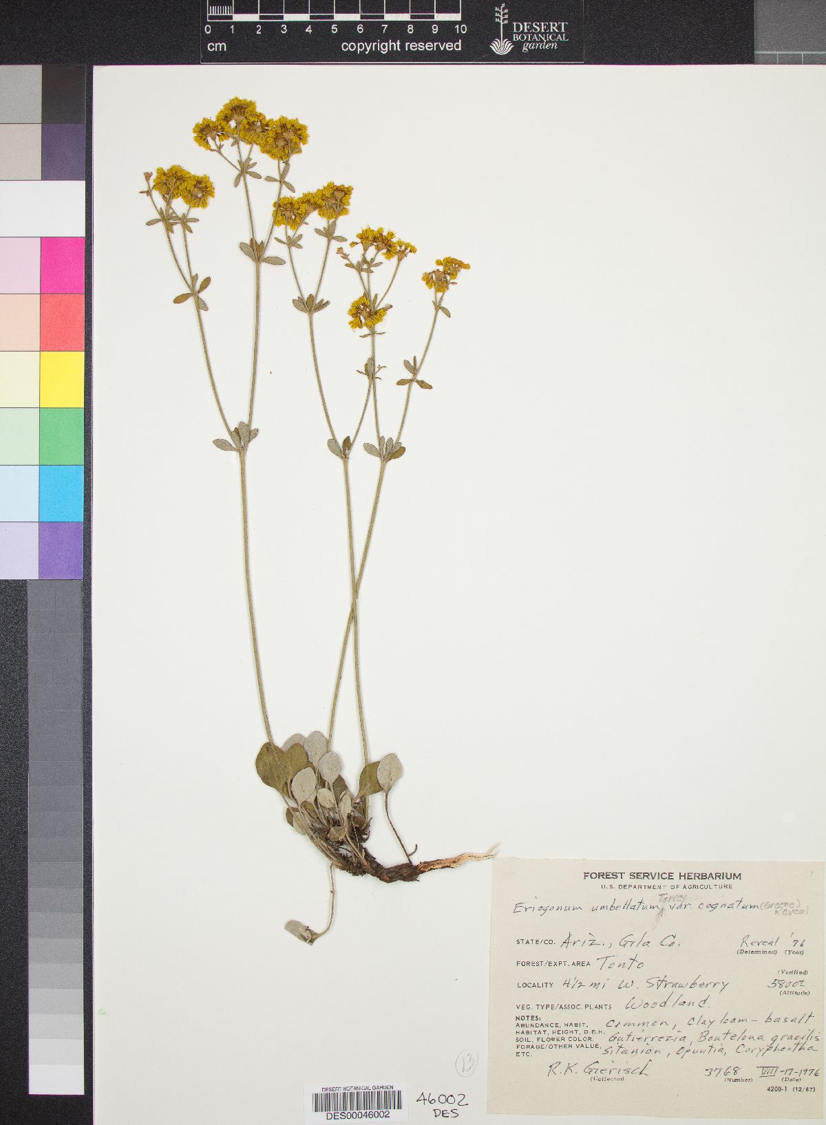 Eriogonum umbellatum var. cognatum image