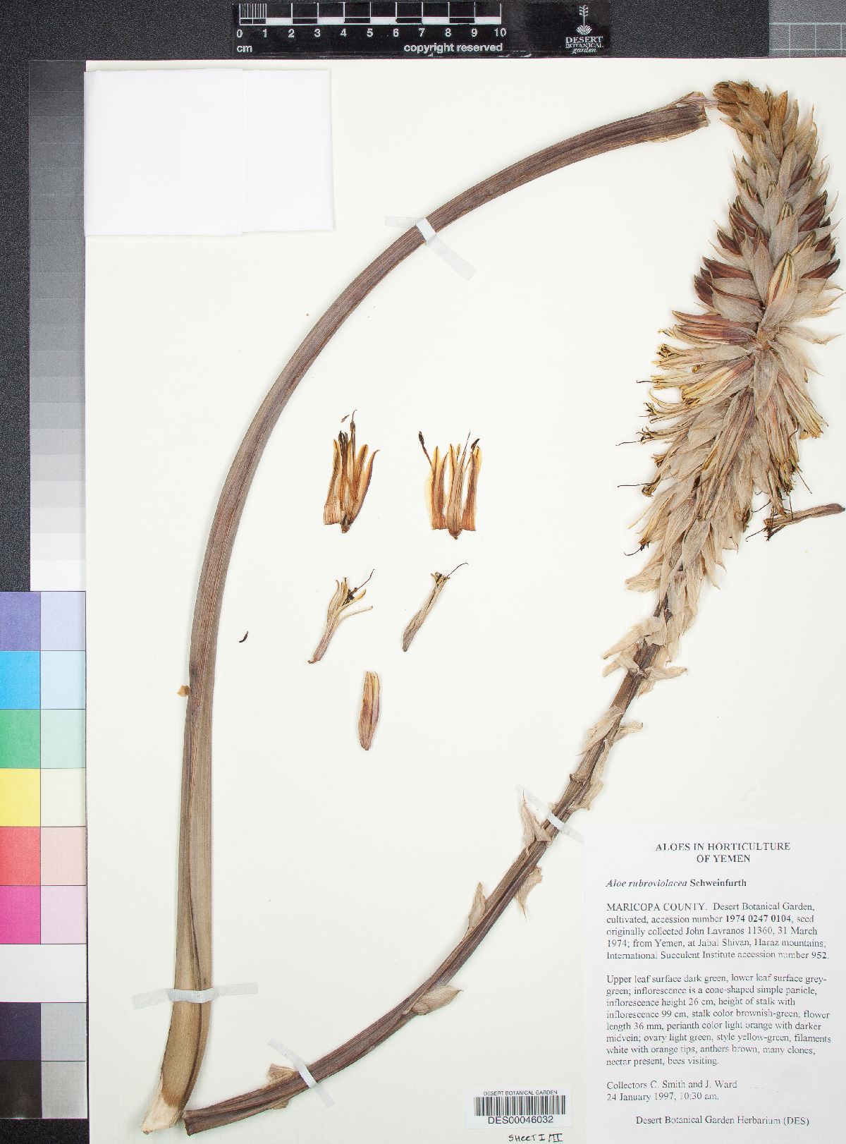 Aloe rubroviolacea image