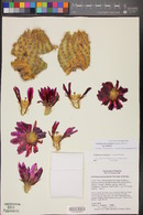 Echinocereus bonkerae image