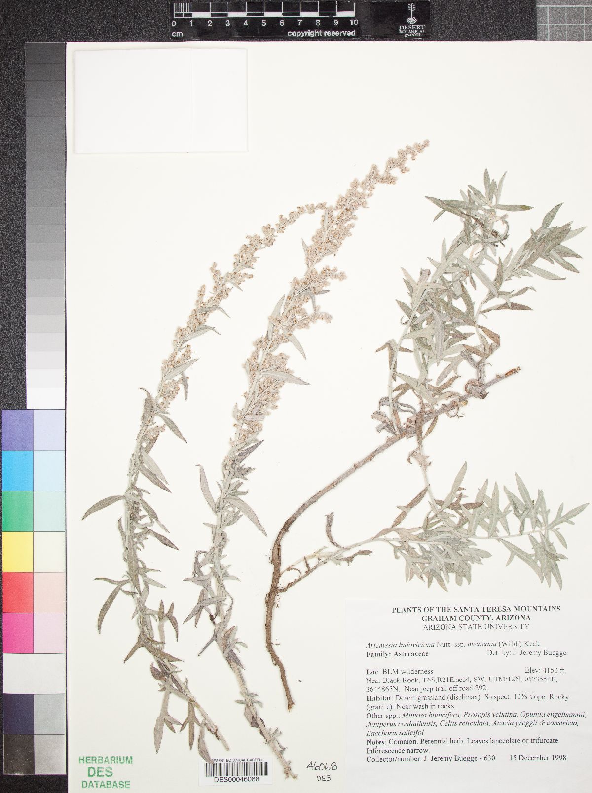 Artemisia ludoviciana subsp. redolens image