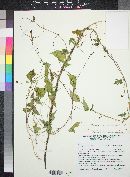 Ipomoea cristulata image