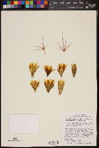 Sclerocactus parviflorus subsp. terrae-canyonae image