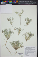 Astragalus zionis image