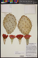 Opuntia x vaseyi image