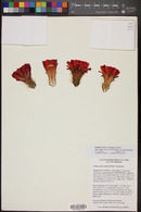 Echinocereus coccineus subsp. rosei image