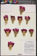 Echinocereus fasciculatus image