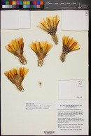 Echinocereus dasyacanthus image