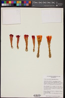Echinocereus scheeri image