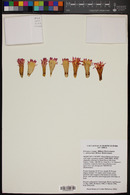 Eriosyce crispa subsp. atroviridis image