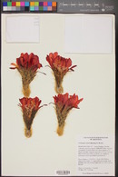 Echinopsis huascha image