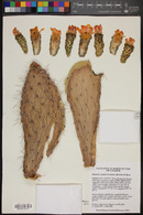 Opuntia soederstromiana image