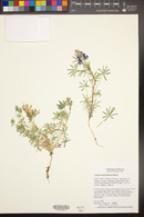 Lupinus sparsiflorus image