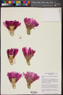 Echinocereus engelmannii image
