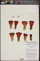 Echinocereus coccineus subsp. rosei image