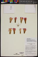 Eriosyce crispa subsp. atroviridis image