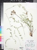 Lomatium parryi image