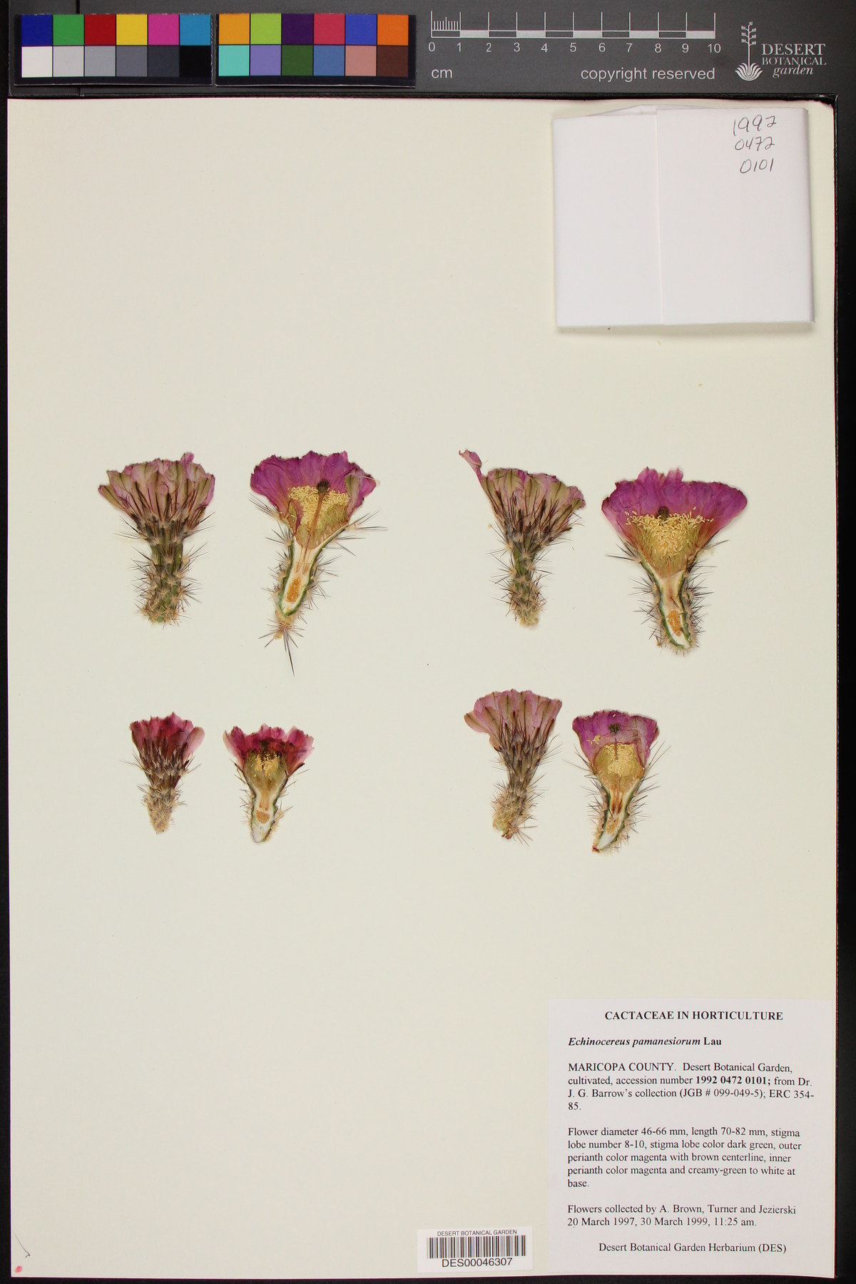 Echinocereus pamanesiorum image