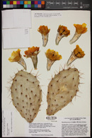 Opuntia x vaseyi image