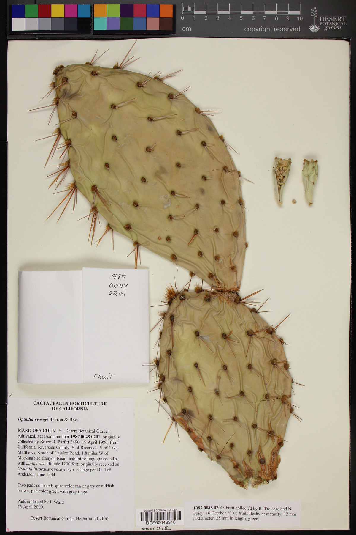 Opuntia x vaseyi image