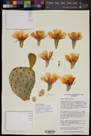 Opuntia rufida image