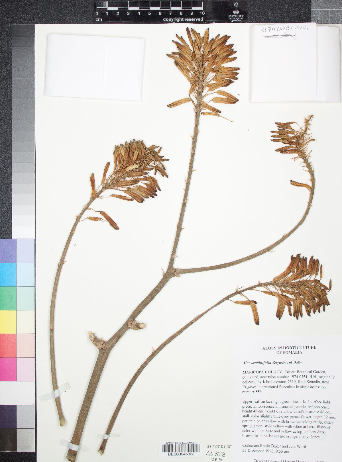 Aloe scobinifolia image