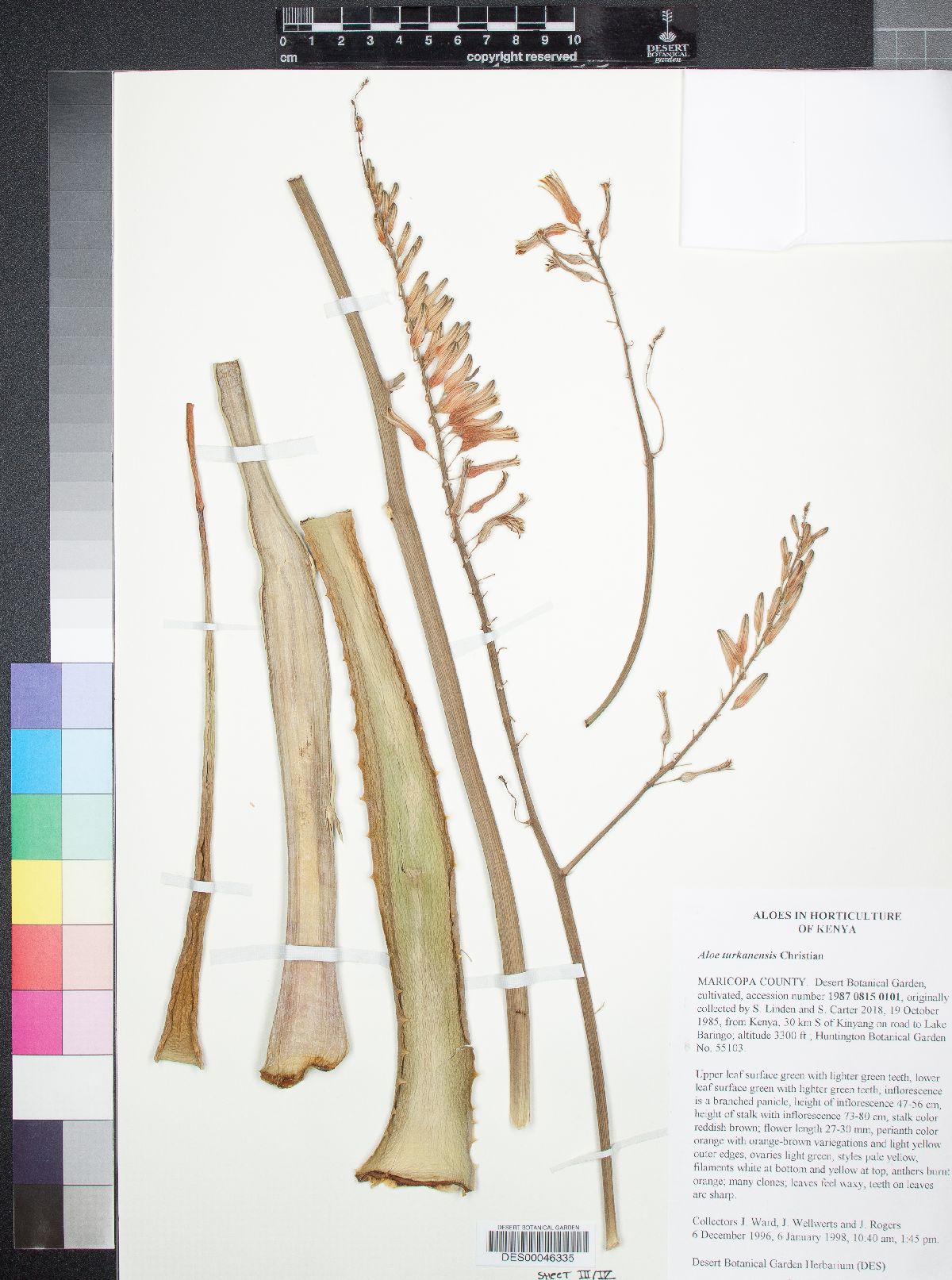 Aloe turkanensis image