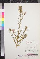 Oenothera elata image