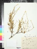 Ephedra viridis image