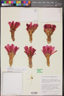 Echinocereus stramineus image