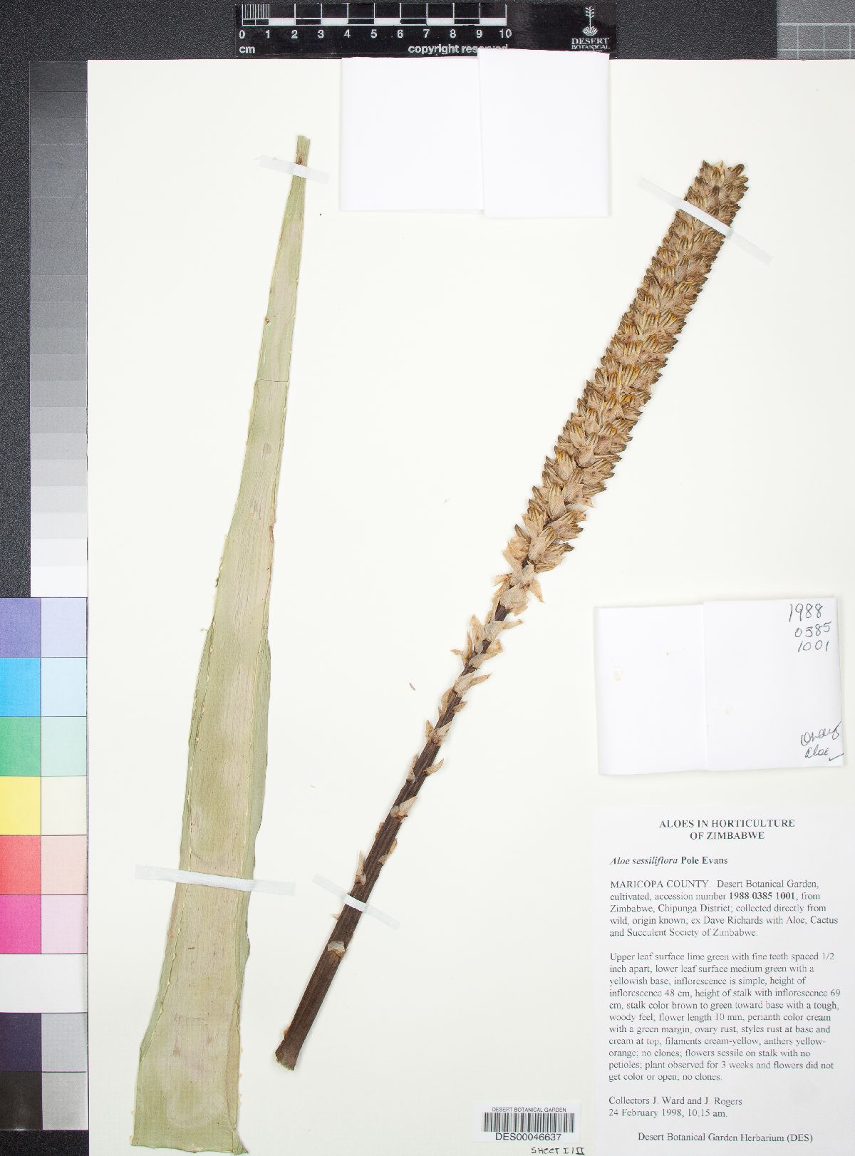 Aloe spicata image