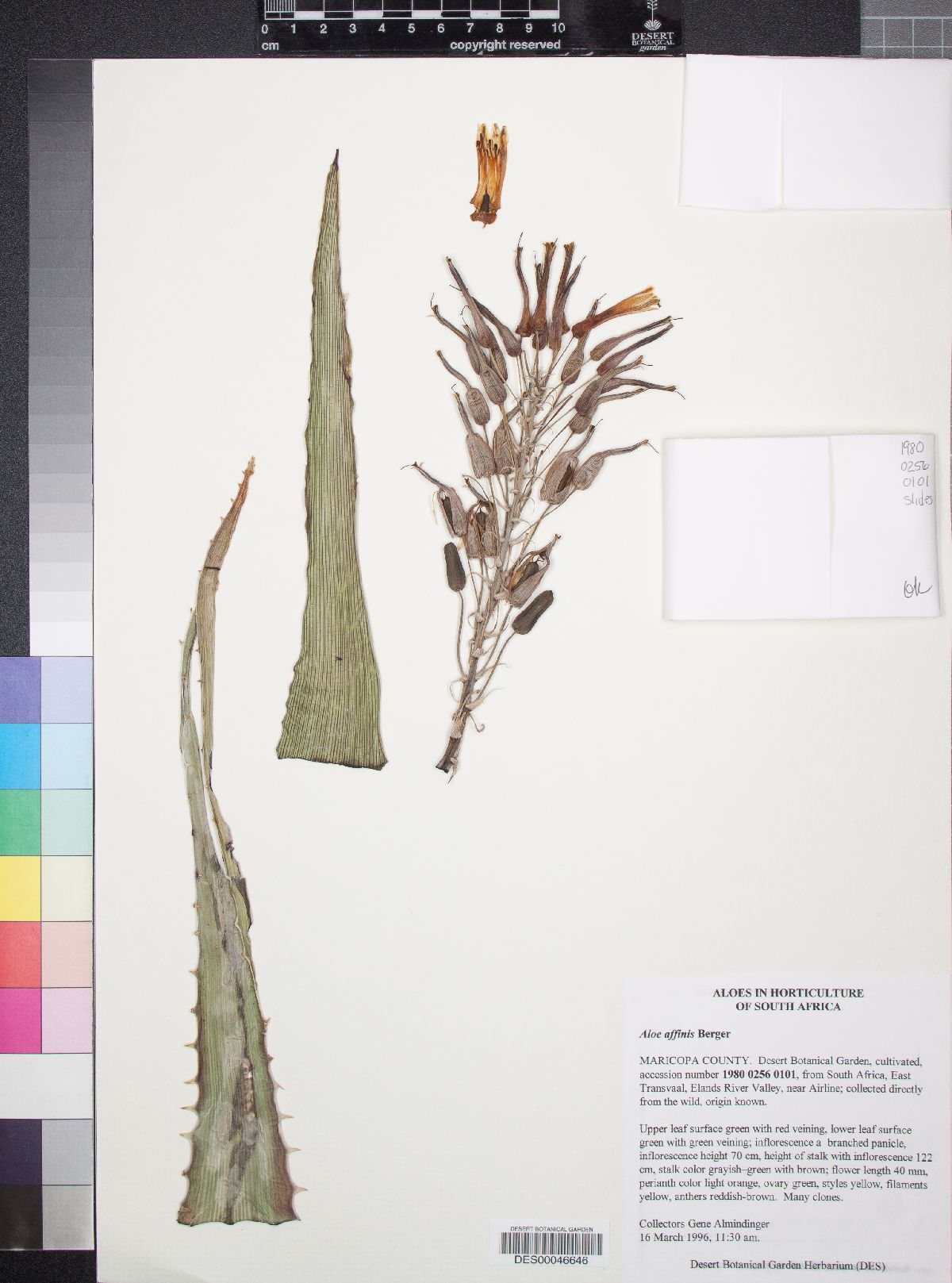 Aloe affinis image