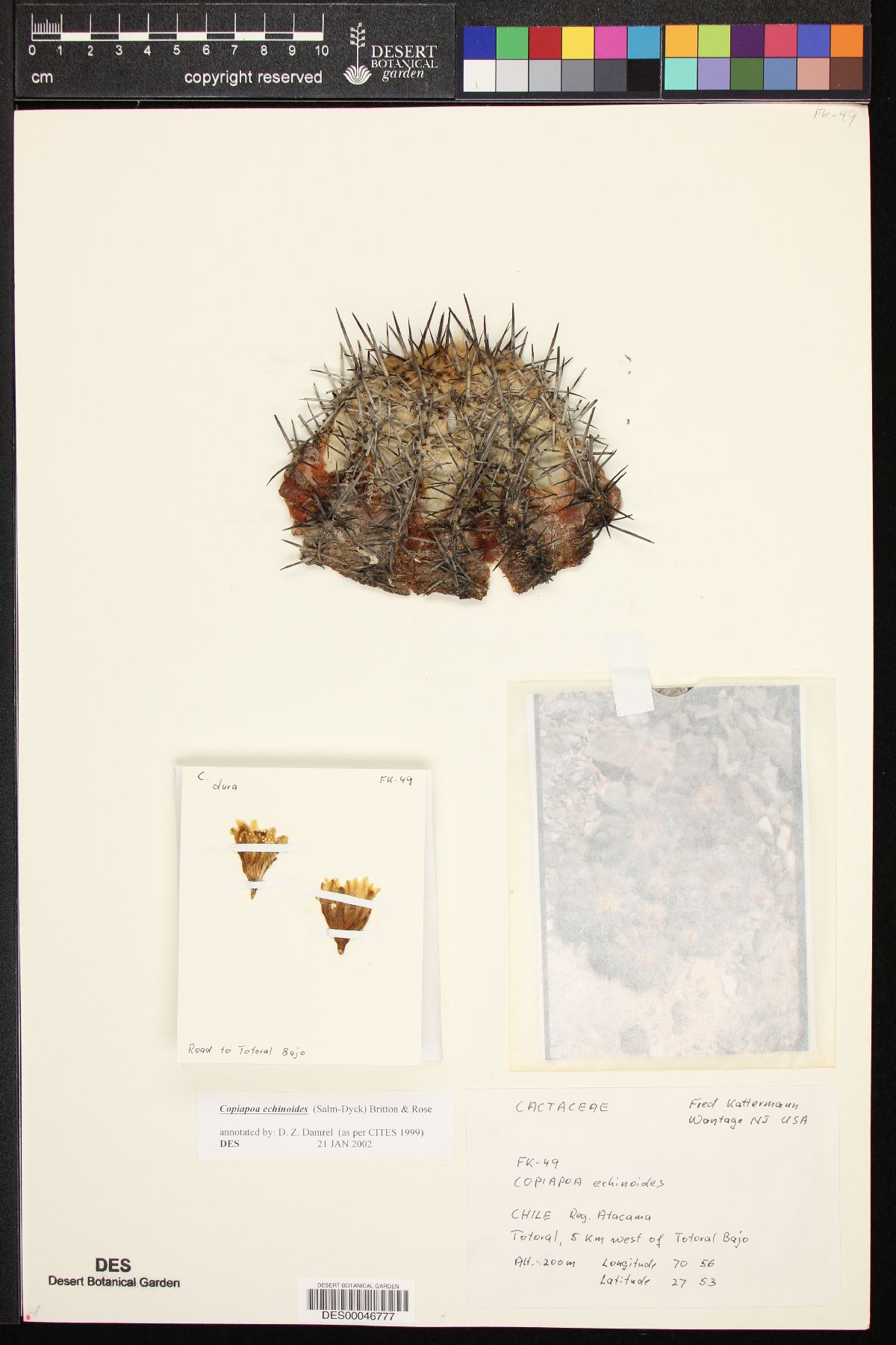 Copiapoa echinoides image