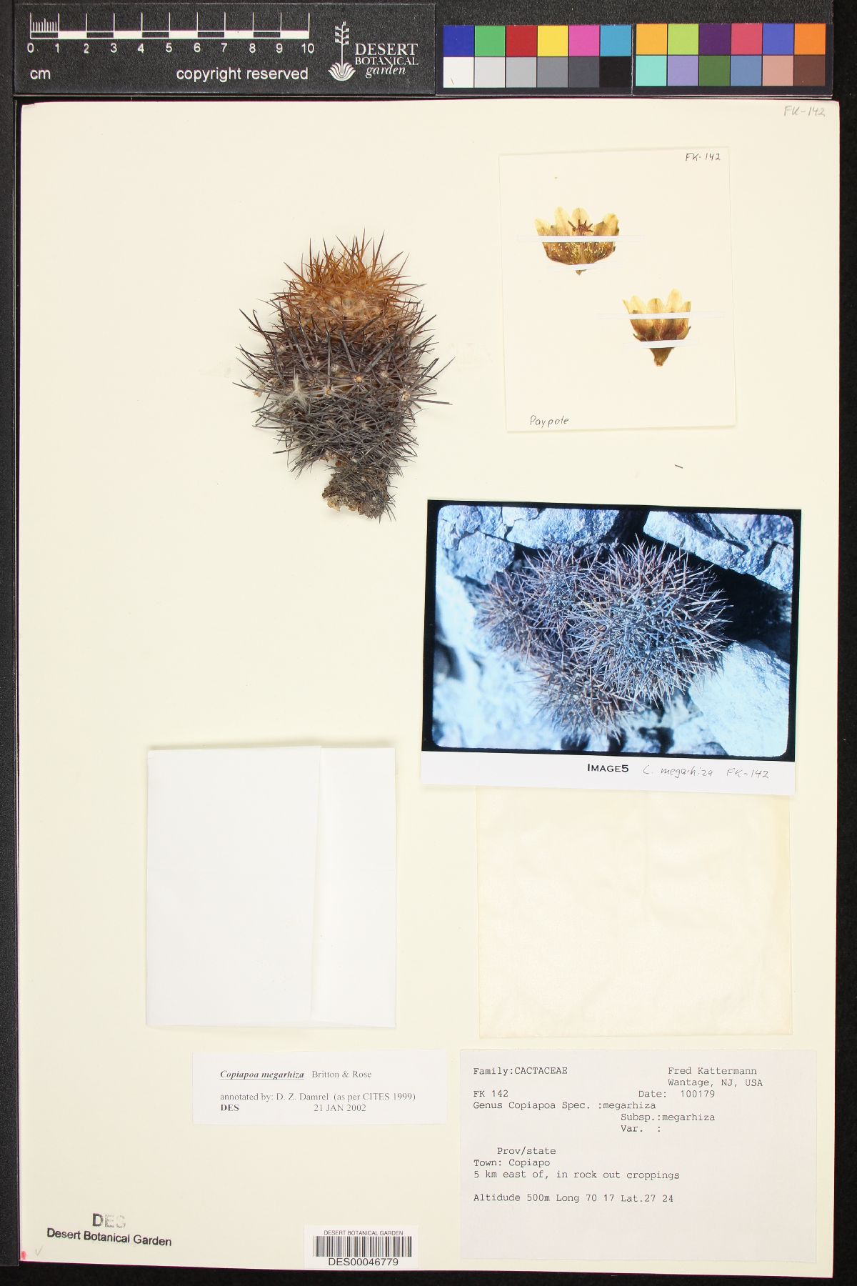 Copiapoa megarhiza image