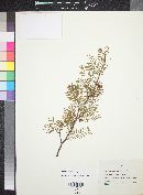 Bursera microphylla image