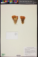 Echinocereus stolonifer subsp. tayopensis image