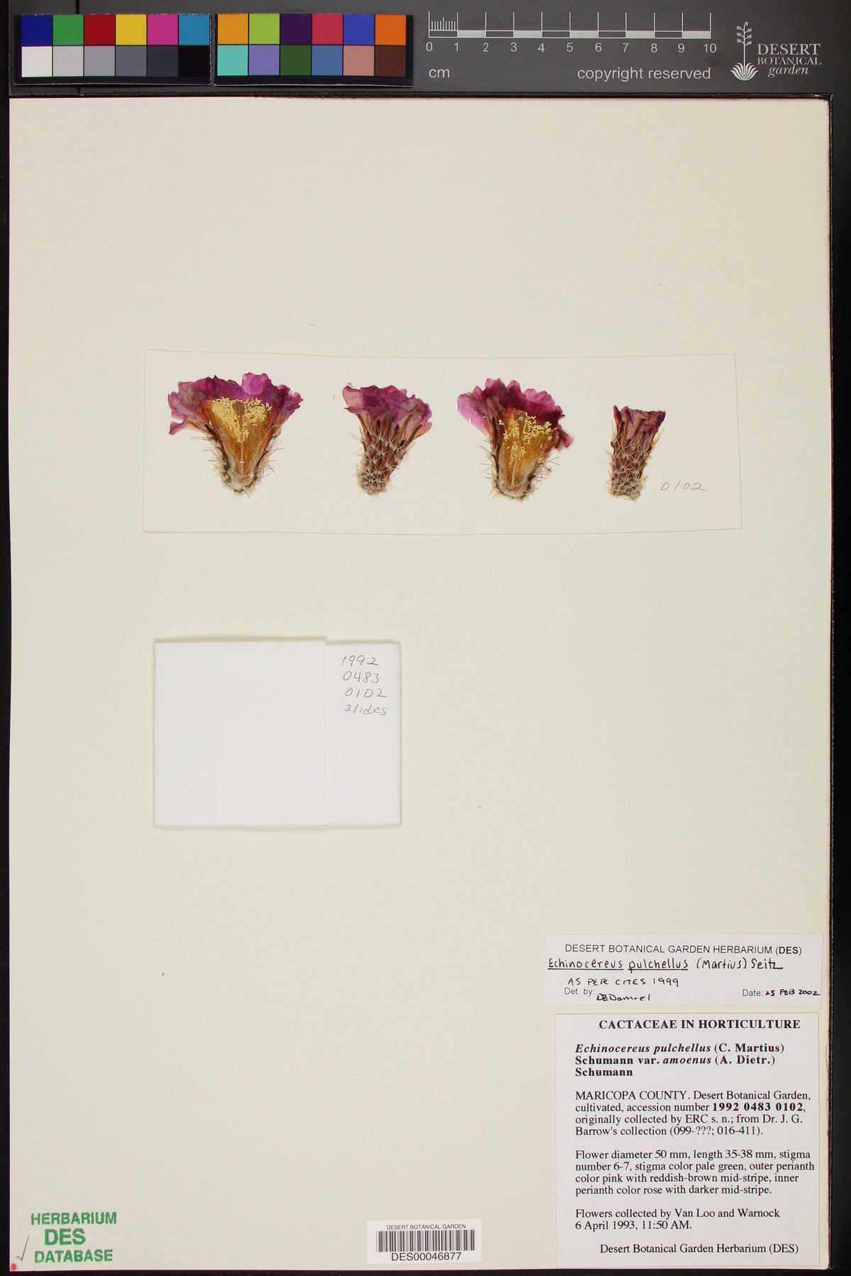 Echinocereus pulchellus image