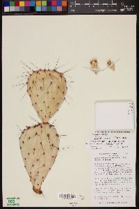 Opuntia x rooneyi image