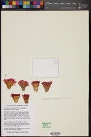 Echinocereus pulchellus image