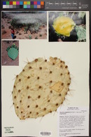 Opuntia engelmannii image