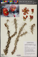 Cylindropuntia acanthocarpa var. major image