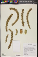 Cylindropuntia spinosior image
