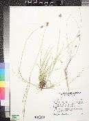 Carex subfusca image