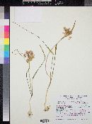 Allium bisceptrum var. palmeri image