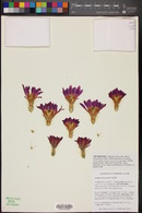 Echinocereus parkeri image