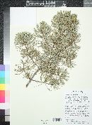 Pinus cembroides image