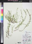 Hedeoma hyssopifolia image